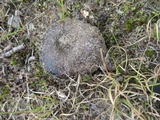 Russula densifolia image