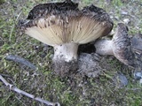 Russula densifolia image
