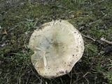 Russula virescens image