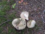 Russula virescens image