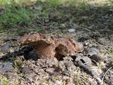 Sarcodon scabrosus image