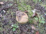 Scleroderma areolatum image
