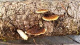 Gloeophyllum sepiarium image