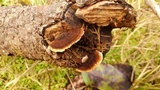 Gloeophyllum sepiarium image