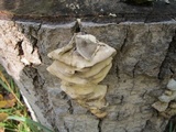 Bjerkandera adusta image