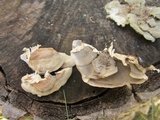 Bjerkandera adusta image