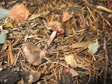 Melanophyllum haematospermum image