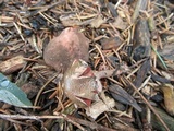 Melanophyllum haematospermum image