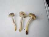 Hygrocybe lacmus image