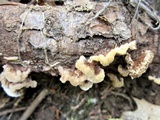 Thelephora vialis image