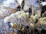 Thelephora vialis image