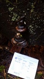 Fomitopsis mounceae image