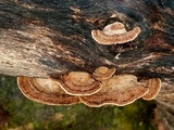 Gloeophyllum striatum image