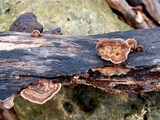Gloeophyllum striatum image