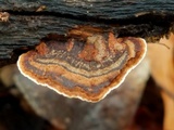 Gloeophyllum striatum image