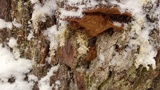 Phellinus gilbertsonii image