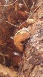 Fomitopsis ochracea image