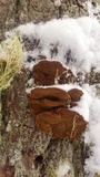 Phellinus gilbertsonii image