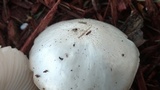 Pluteus petasatus image
