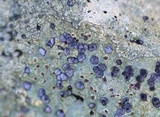 Porpidia albocaerulescens var. albocaerulescens image