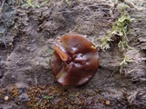 Pachyella clypeata image