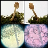 Coprinus bellulus image