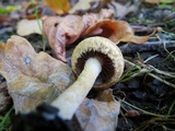 Lacrymaria pyrotricha image