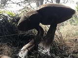 Amauroderma boleticeum image