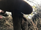 Amauroderma boleticeum image