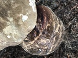 Amauroderma boleticeum image