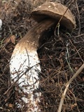 Amauroderma boleticeum image