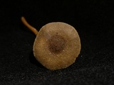 Xerula pudens image