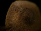 Xerula pudens image