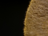 Xerula pudens image
