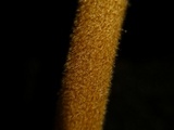 Xerula pudens image