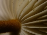 Xerula pudens image