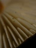 Xerula pudens image