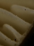 Xerula pudens image