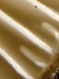 Xerula pudens image