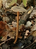 Xerula pudens image