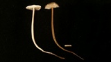 Xerula pudens image