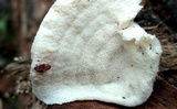 Climacodon pulcherrimus image