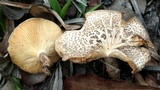 Lentinus tigrinus image