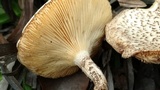 Lentinus tigrinus image