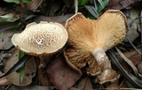 Lentinus tigrinus image