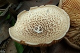 Lentinus tigrinus image