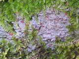 Trapelia glebulosa image
