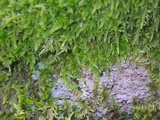Trapelia glebulosa image