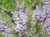 Trapelia glebulosa image