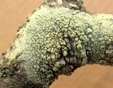 Lecanora strobilina image